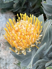 Leucospermum conocarpodendron conocarpodendron
