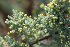 Asparagus suaveolens