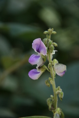 Image of Pueraria phaseoloides
