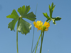 Ranunculus breyninus