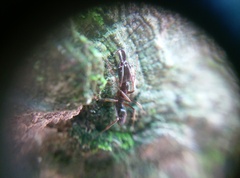 Odontomachus haematodus