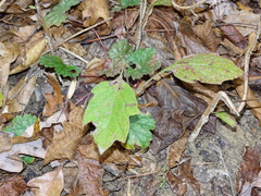 Hydrangea quercifolia