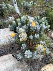 Leucospermum conocarpodendron conocarpodendron
