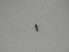 Camponotus mirabilis