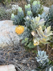 Leucospermum conocarpodendron conocarpodendron
