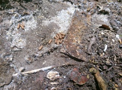 Odontomachus haematodus