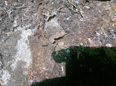 Odontomachus haematodus