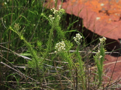 Selago densiflora