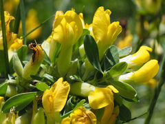 Chamaecytisus ratisbonensis