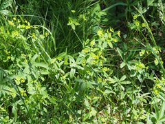 Euphorbia angulata