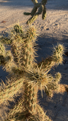 Cylindropuntia echinocarpa