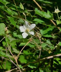 Rubus neomexicanus
