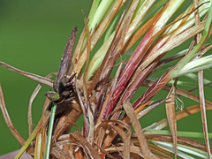 Carex montana