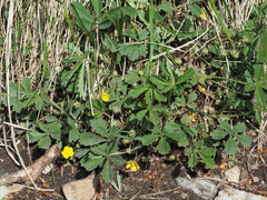 Potentilla cinerea