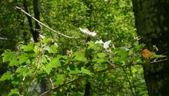 Rubus neomexicanus