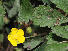 Potentilla cinerea