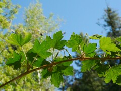 Rubus neomexicanus