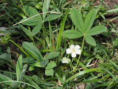 Potentilla alba
