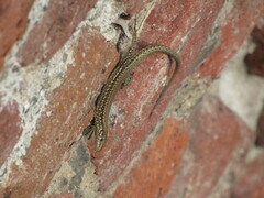 Podarcis muralis