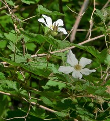 Rubus neomexicanus