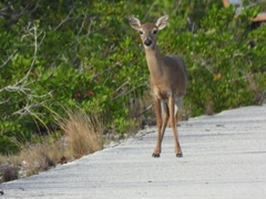Odocoileus virginianus clavium