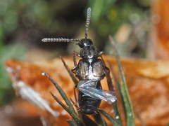 Liogluta longiuscula