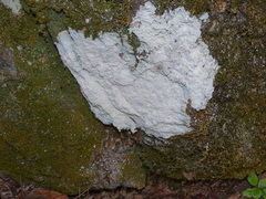 Phlyctis petraea