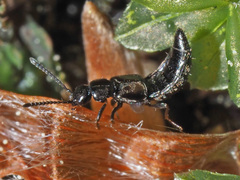 Liogluta longiuscula