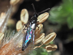 Liogluta longiuscula