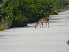 Odocoileus virginianus clavium