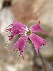 Dianthus bolusii