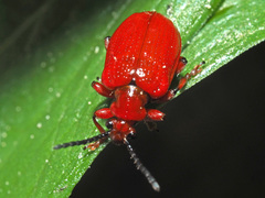 Lilioceris schneideri