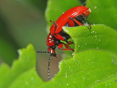 Lilioceris schneideri