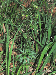 Ranunculus serpens polyanthemophyllus