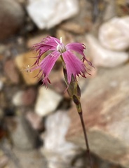 Dianthus bolusii