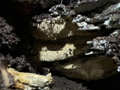 Hydnocristella himantia