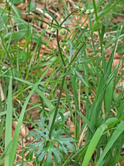 Ranunculus serpens polyanthemophyllus