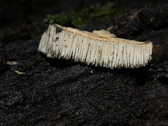 Hydnocristella himantia