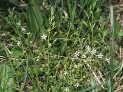 Thesium rostratum