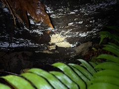 Hydnocristella himantia