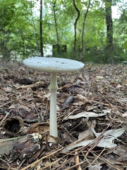 Amanita multisquamosa