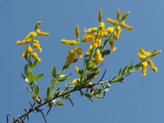 Genista germanica
