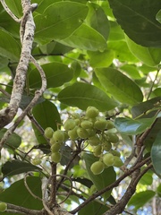 Antidesma platyphyllum