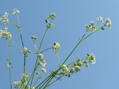 Galium pumilum