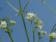 Galium pumilum