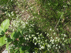 Galium pumilum