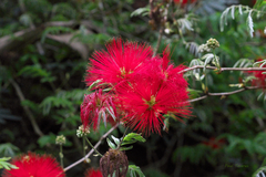 Calliandra tweediei