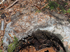 Heterobasidion annosum