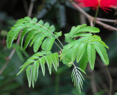 Calliandra tweediei