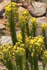 Euryops erectus